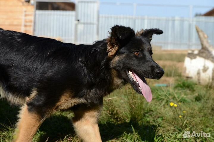 Хорошенькая собачка Лара ищет маму и папу