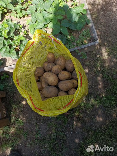 Продам жёлтый картофель на зиму, горький перец