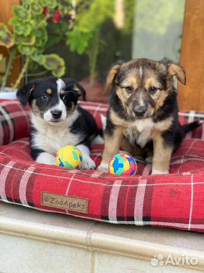 Мими и Стрелка