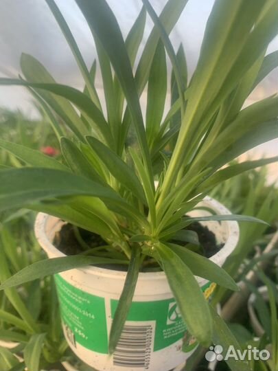 Рассада цветов