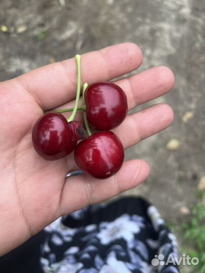 Черешня оптом