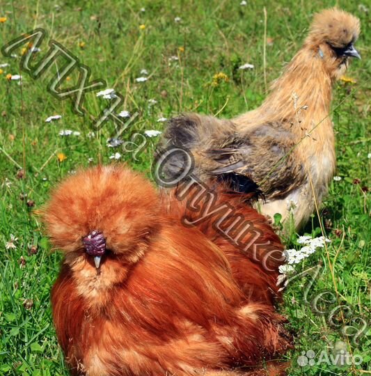 Цыплята китайской шелковой разного возраста