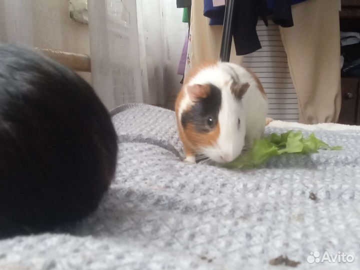 Отдам морских свинок