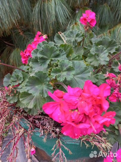 Продам цветы