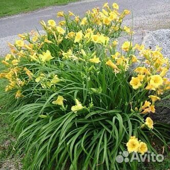 Лилейник stella ле оро