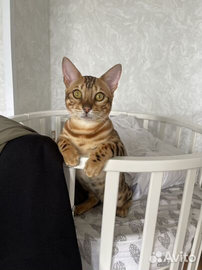 Котик Бенгальский вязка