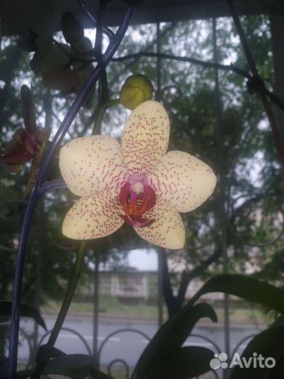Орхидея фаленопсис биг лип