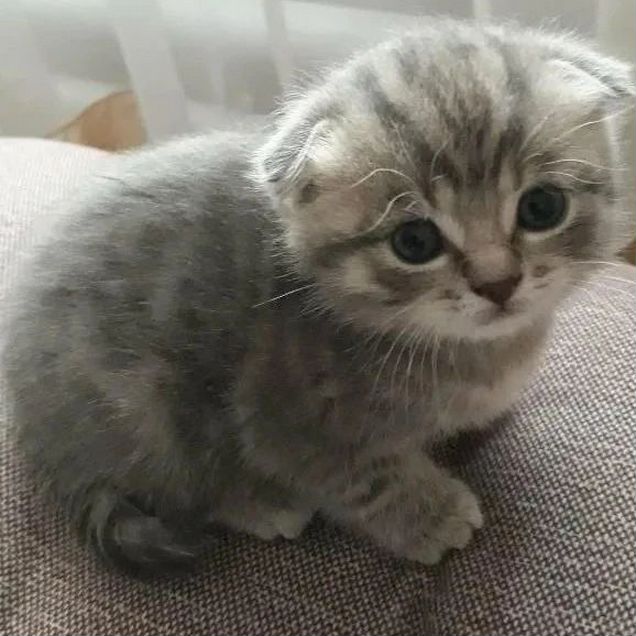 Шотландский вислоухий короткошёрстный котёнок
