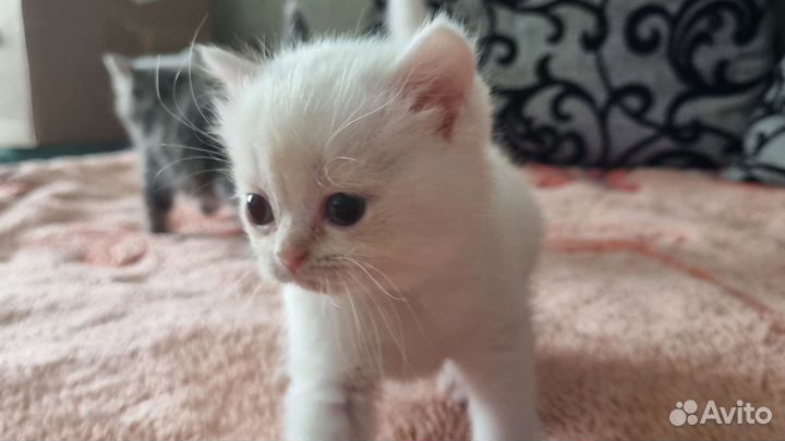 Шотландские котята