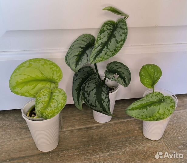 Комнатные растения лианы