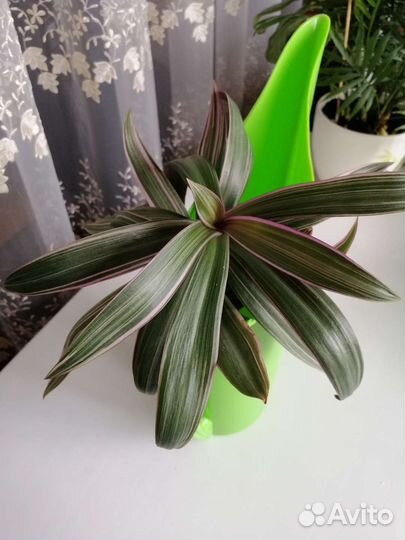 Традесканция рэо