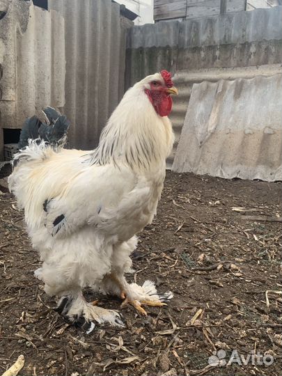 Молодые петухи