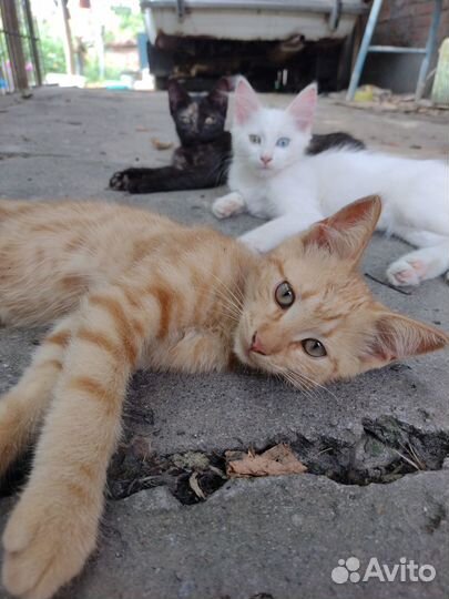 Котята в добрые руки