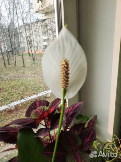 Спатифиллум