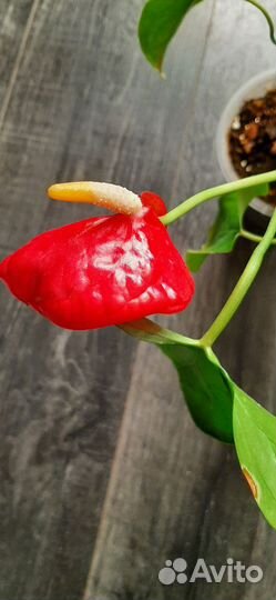 Антуриум Калифорния