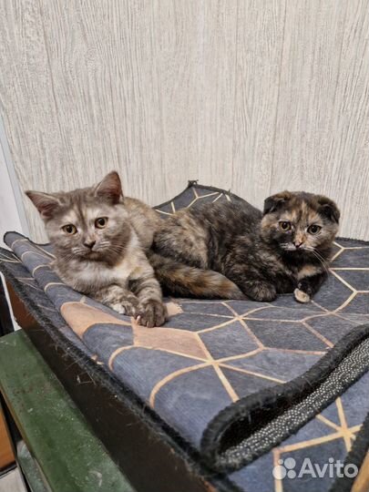 Шотландские котята