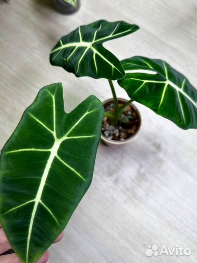 Алоказия мишольца фрайдек