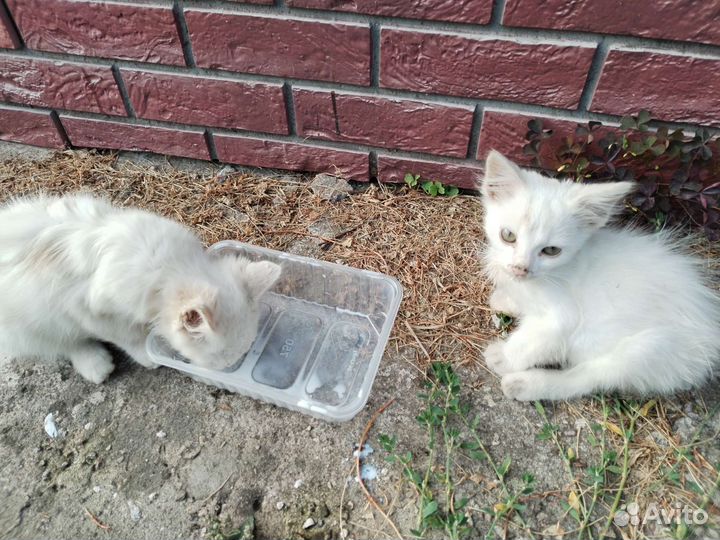 Турецкая ангора