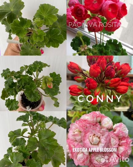 Черенки пеларгонии