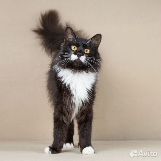 Котик Сироп в дар, в добрые руки