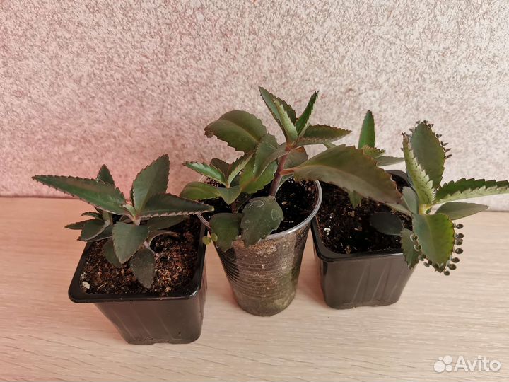 Каланхоэ лечебное