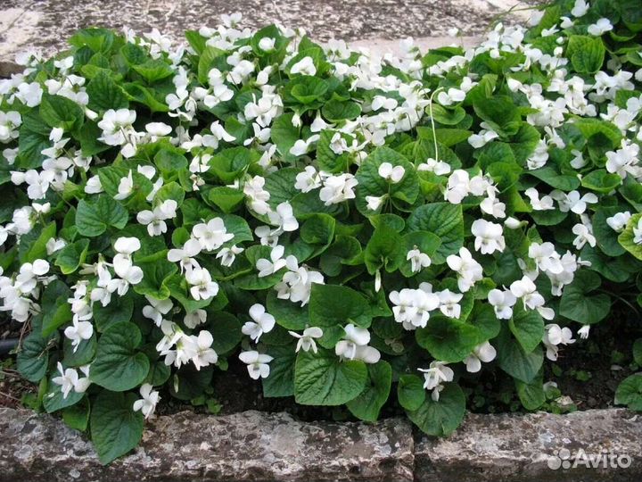 Многолетние растения