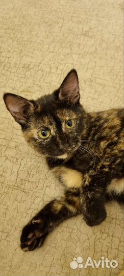 Выкинули котёнка