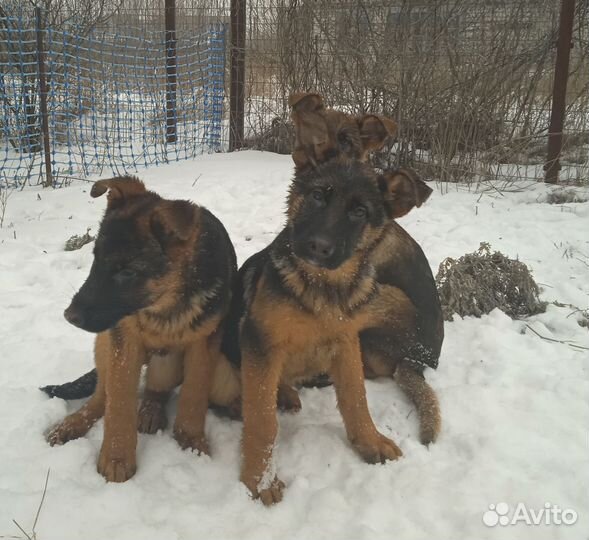 Щенки немецкой овчарки