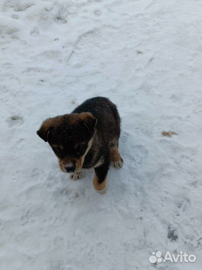 Собака, щенок