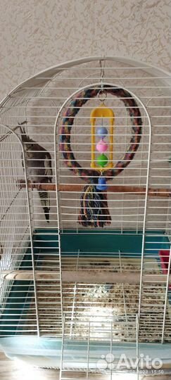 Попугай карелла