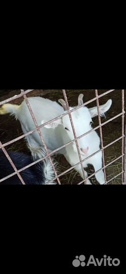 Коза дойная