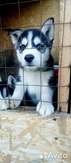 Продам щенков хаски