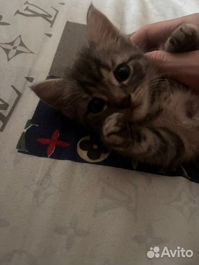 Кошки в добрые руки