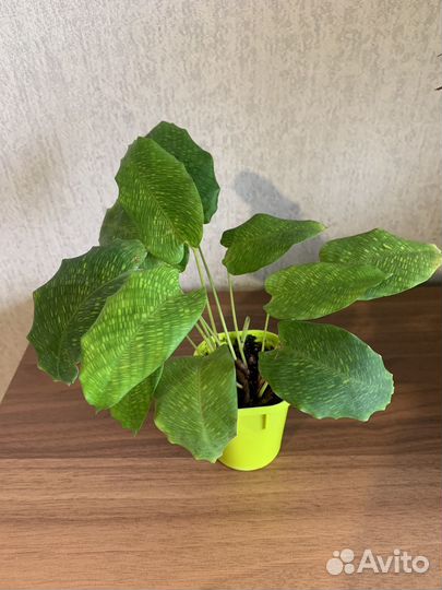 Калатея нетворк мозаика,цветы комнатные,растения