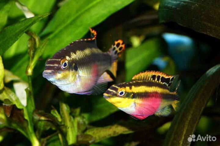 Пельвикахромис пульхер (мальки)
