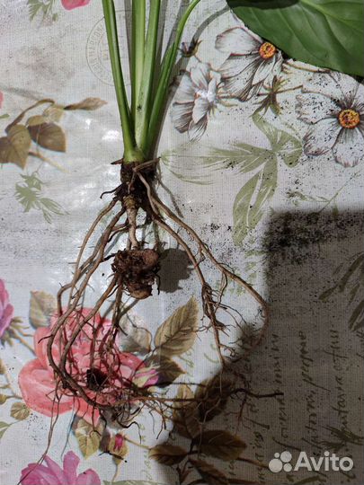 Спатифиллюм