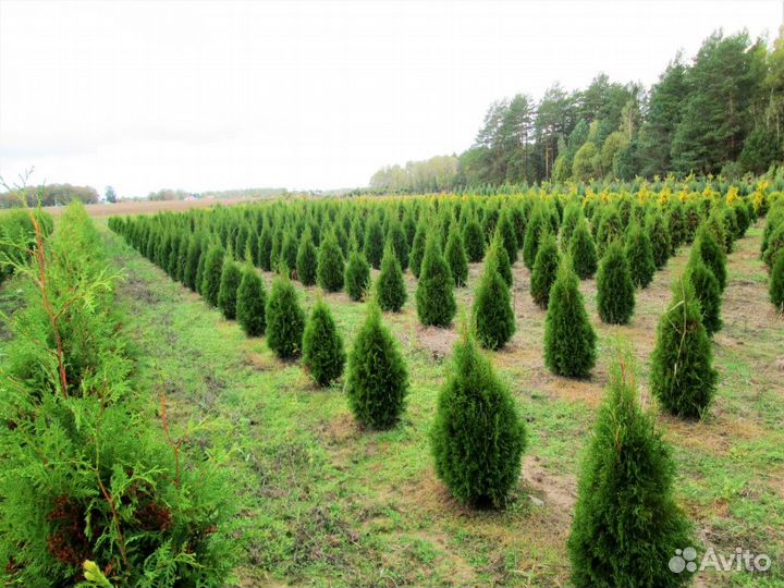 Разнорабочий ежедневные выплаты