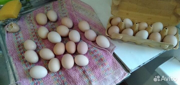 Домашние куриные яйца