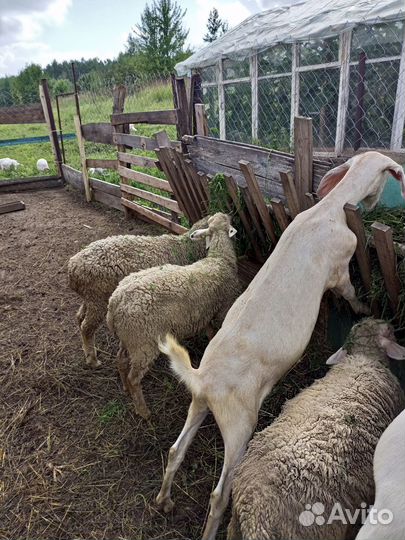 Нубийские козы