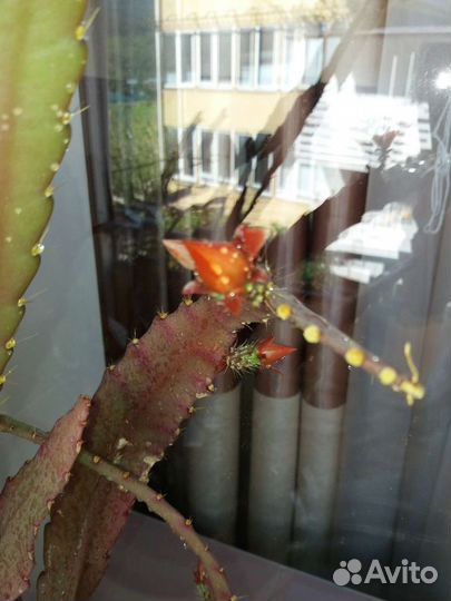 Комнатные растения