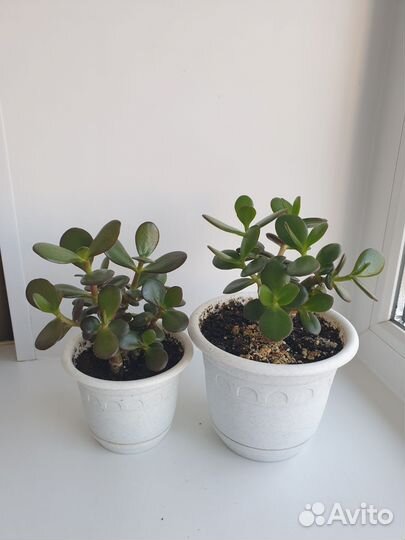 Крассула толстянка