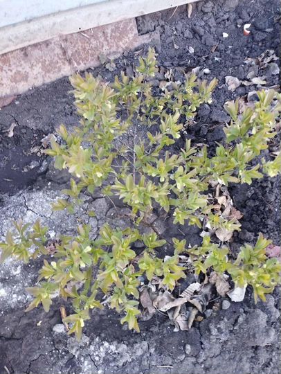 Дом 84 м² на участке 5 сот.