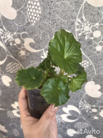 Бегония элатиор