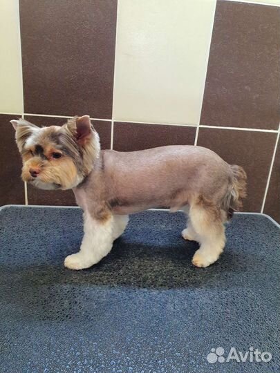 Профессиональная стрижка животных