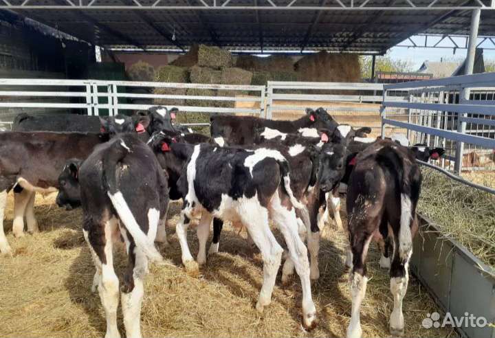 Телята бычки