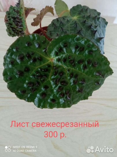 Бегония с шипами