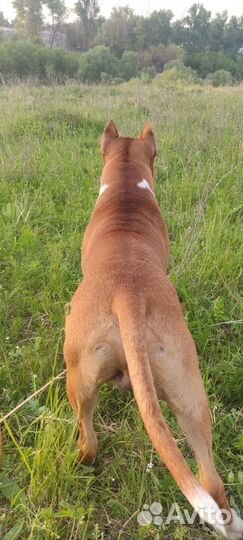 Амстафф вязка