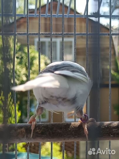 Кенора и канарейки