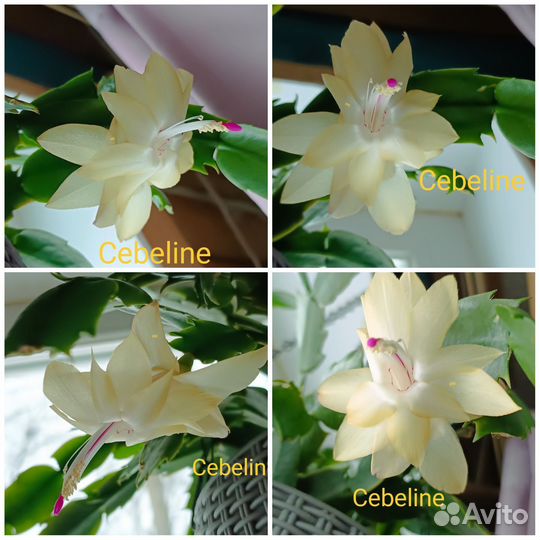 Сортовые декабристы