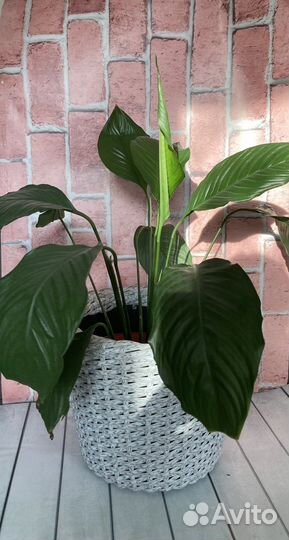 Кашпо плетенное